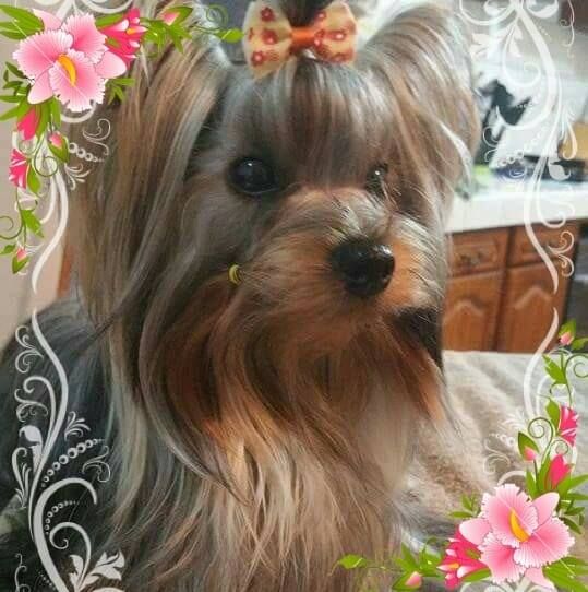 Lovely lady De L'eden Argente